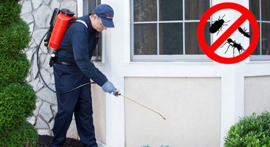 Boyalık Pire İlaçlama böcek ilaçlama ve haşere kontrolü — ilaclama-tr.com